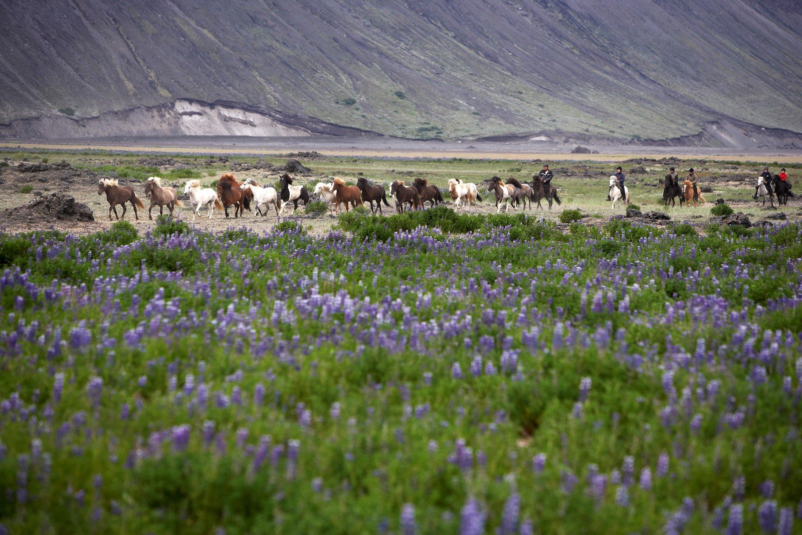 Horses and lupine