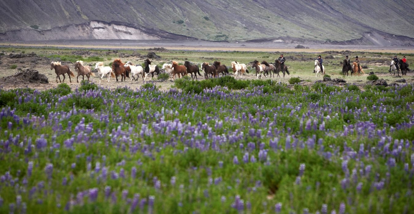 Horses and lupine